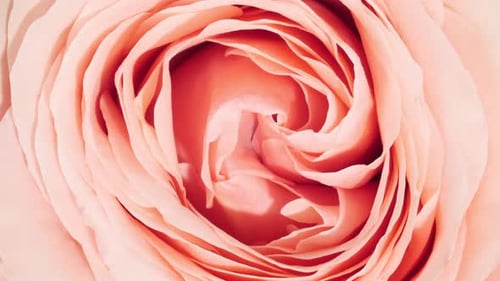 Extreme Close Up of Pink Flower Bloom