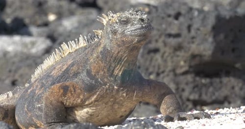 Marine Iguana Galapagos