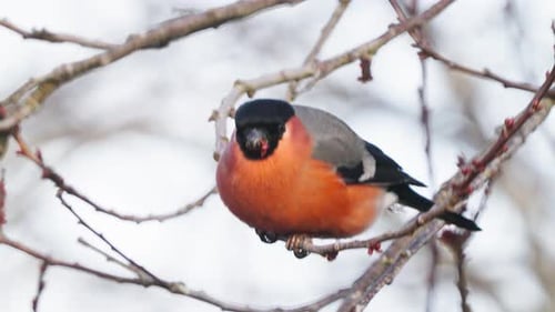 Gimpel frisst Samen oder Beeren und balanciert dabei auf einem dünnen Ast