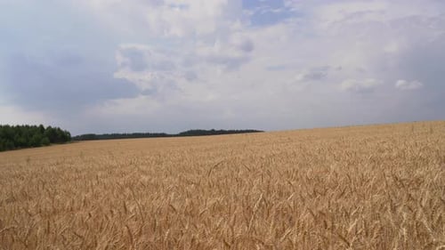 Beautiful view of field of ears. Landscape of wheat ears in summer field