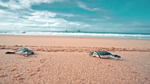Person legt zwei Babyschildkröten auf den Sand am Meer