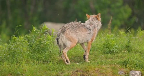 Female Grey Wolf Walking Around in the Grass in the Forest