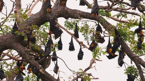 Große Kolonie indischer Flughunde Lat Pteropus Medius, die auf einem Baum im Tropenwald schlafen