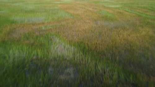 Fields of reeds on Lake Titicaca. Drone shot