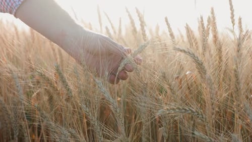 Close Up Video of Field of Ripening Wheat Young Farmer Hand Touching Wheat Ears Grain Harvest Ripens