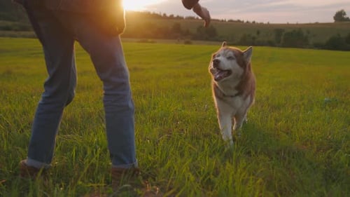 Dog Running in Field During Golden Hour