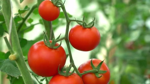 Hände pflücken Tomaten im Gewächshaus, Gemüse ernten, Landwirtschaft