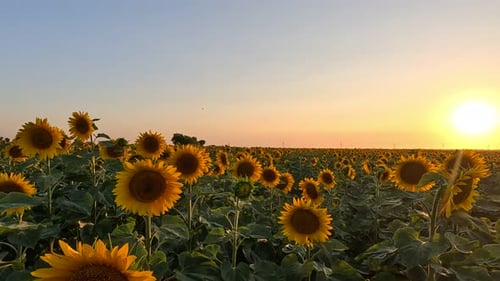 Vibrant Sunflower Field at Sunset