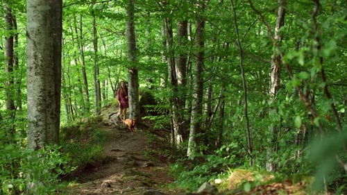 Stroll Through Forest Path