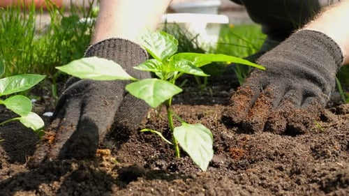 Man Planting Seedlings in the Garden
