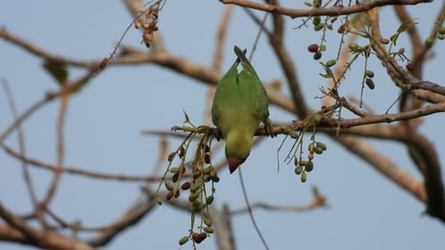 Kingfisher in pond area .