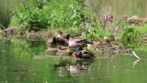 Mallard Ducks Resting on Rocks in a Pond