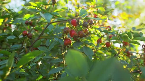 Gardening, Botany and Flora Concept - Dogrose Bush with Berries at Summer