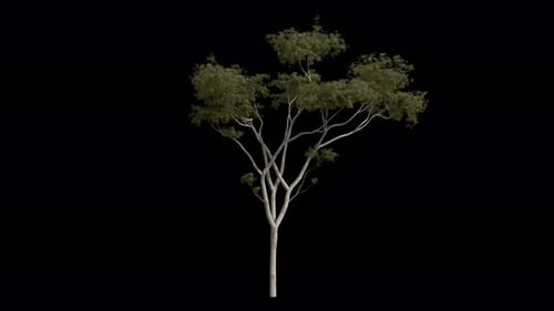 Ghost Gum Tree, der sich in einer Windschleife bewegt, mit Alpha-Kanal. Der Wind weht Corymbia
Aparrerinja
