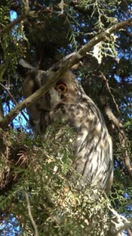 Long-Eared Owl Perched on Tree Branch
