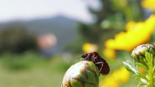 Close up: black and red beetle slowly climbs up flower bud to the top, shallow depth of field