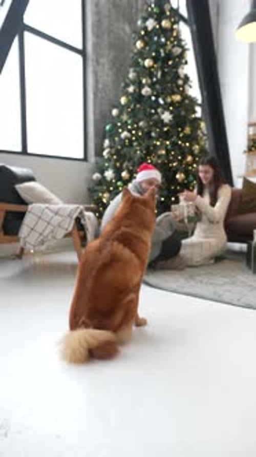 Couple Unwraps Christmas Gifts with Dog