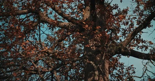 Yellow Orange Oak Wood Tree