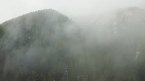 Foggy Clouds Over Fir Forests Near Olympic National Park, Washington State, United States. Aerial Sh