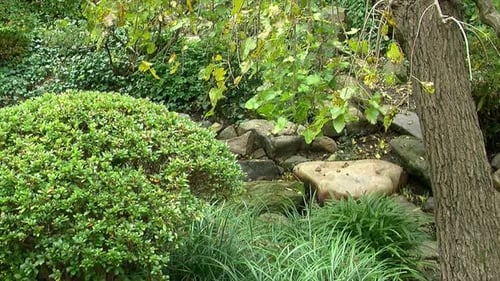 Mulberry tree and azalea bush in garden.