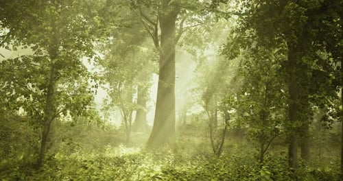 Serene Forest with Sunlight Filtering Through Foliage in a Peaceful Setting