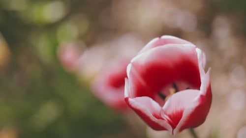 Tulip Closeup Top View