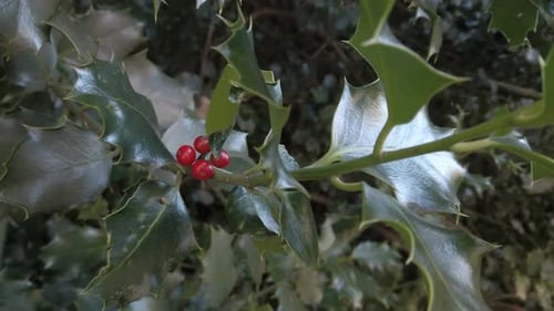 Une photo HFR d'une branche de houx avec des fruits