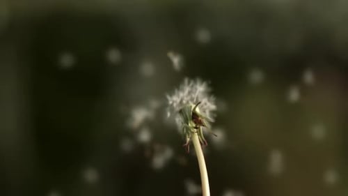 Dandelions' Seed Instantly Dispersing During Daytime