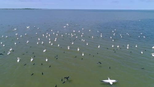 Pelicans flying over the water in the Danube Delta. Large flock of pelicans birds.