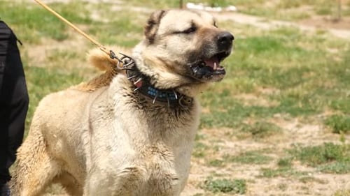 Angry Kangal Dog (Slow Motion)