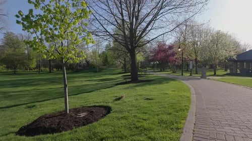 Groundhog Walking Through a Spring Park