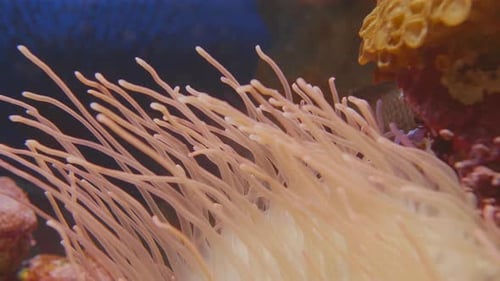 Macro Footage of Swaying Tentacles of Corkscrew Tentacle Sea Anemone or Macrodactyla Doreensis