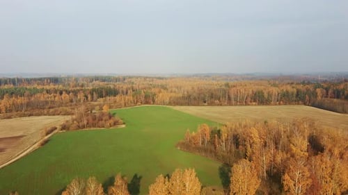 Sunny Autumn Day at Country Side. Aerial View of the Field in Autumn. Landscape With Trees With Red