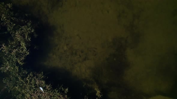 fishes swimming in green yellow water seen from above in a lake, Nature ...