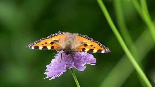 Close-up of colorful butterfly sucking nectar