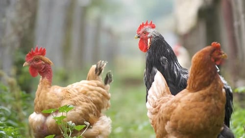 Closeup of Domestic Chicken Feeding on Traditional Rural Barnyard Hens on Barn Yard in Eco Farm Free
