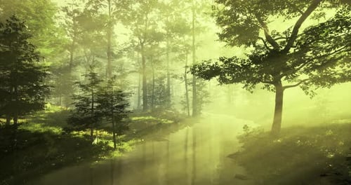 Serene Morning Light Filters Through the Forest Near a Tranquil Creek