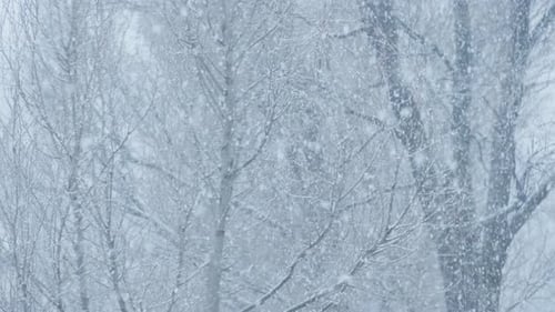 Gentle Snowfall in Winter Tree Scene