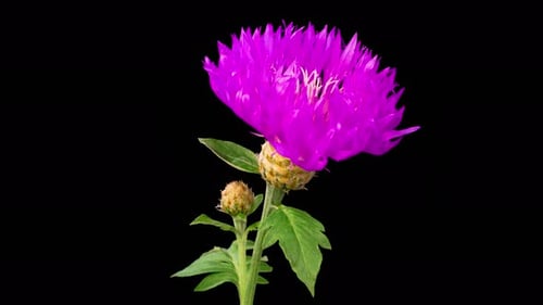Purple Flower Blooming and Rotating on Black Background
