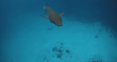 Nurse Shark Swimming Underwater in Blue Tropical Ocean