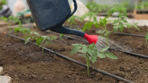 Watering Tomato Plants in Greenhouse Garden