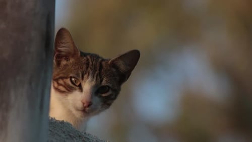 Curious Sleepy Cat Peeking Behind Outdoor Corner at Sundown
