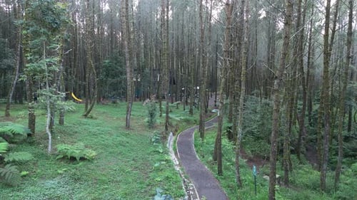 Aerial Perspective, Stunning Drone Footage Captured amidst Lush Pine Forest Canopy