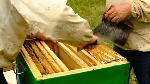 Beekeepers Inspecting Beehive and Using Smoker