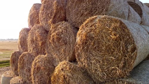 Many Twisted Dry Wheat Straw in Roll Bales on Field During Sunset Sunrise Rural
