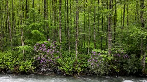 Fluss- und Erlenwald