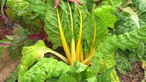 Bette à carde, superbe photo de mains touchant les feuilles d'un jardin botanique, vitamine K, feuilles vertes saines