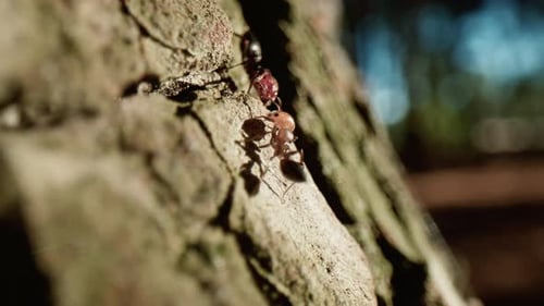 Ants Communicating on the Trunk of a Tree Macro Shot
