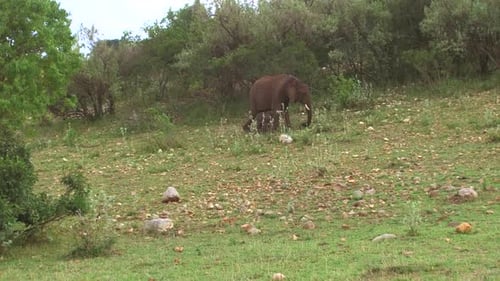 Animal, Nature and Wildlife Concept - Elephant with Baby or Calf Walking