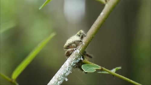 jumping spider on plant HD videos. insects on leaves. jumping spider insect body